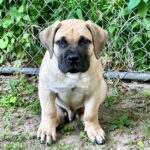 Ali (Male)