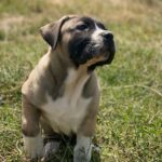 Bucka (Male)