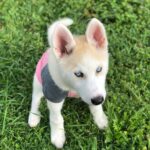 Cali (Male)