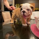 Gus (Male)