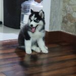 Harry (Male)