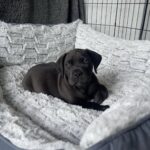 Mav (Male)