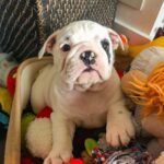 Mickey (Female)