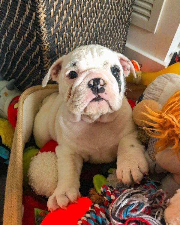 English Bulldog Puppies For Sale