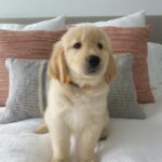Maggie (Female)