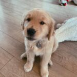 Nash (Male)