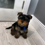 Theo (Male)