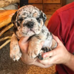 Thor (Male)
