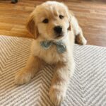 Bowie (Male)