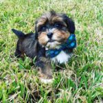Buddy (Male)