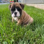 Benny (Male)