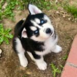Doo (Female)