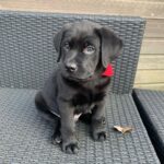 Jack (Male)