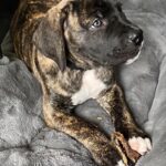 Lev (Male)