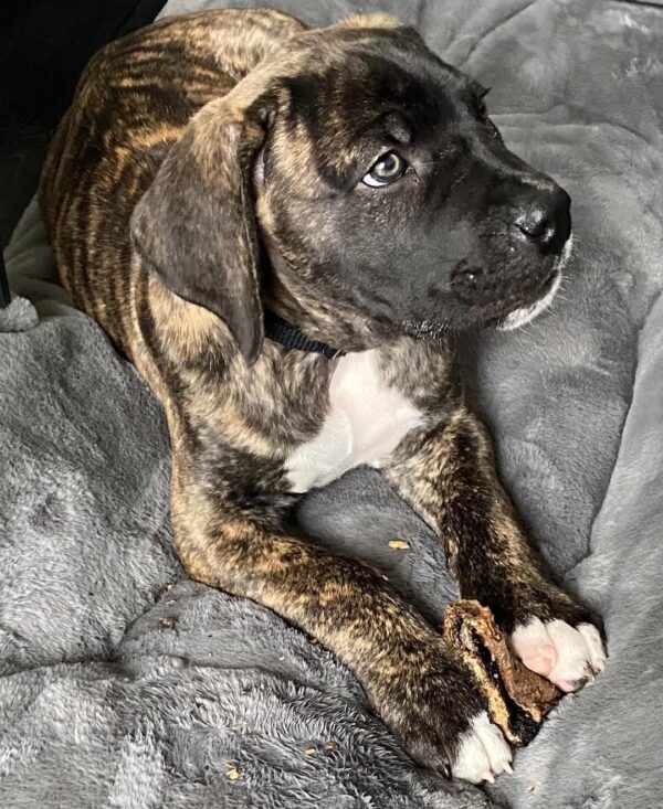 Boerboel puppies for sale