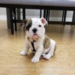 Sully (Female)