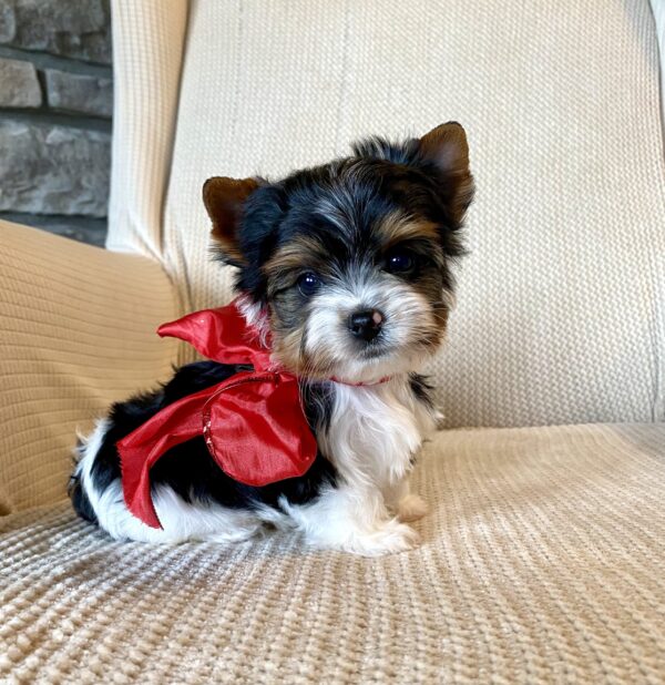 Biewer Yorkie For Sale