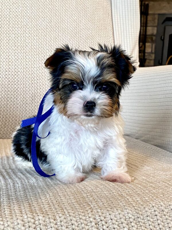 Biewer Yorkie Puppies for Sale