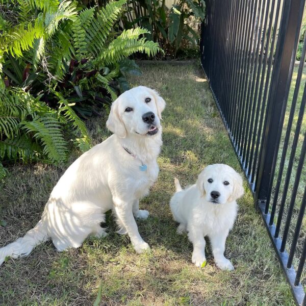 White Golden Retriever Puppies For Sale