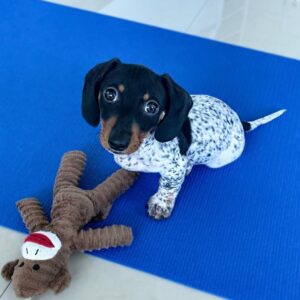 Dachshund Puppies for Sale