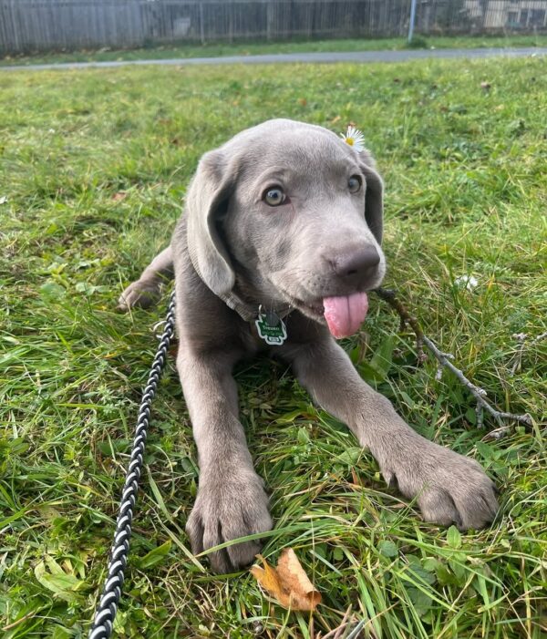 Labrador puppies for sale