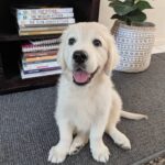 Scout (Female)