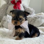 Tiny Molli (Female)
